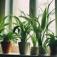 air cleaning plants for home