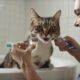 feline dental health guide