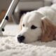 pet friendly carpet cleaning solutions