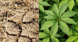 extraction methods comparison