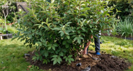 This Is The Best Type Of Hedging To Feed Wildlife, Create Shade And Reduce Pollution In Your Garden – And Experts Say It Thrives In UK Soils